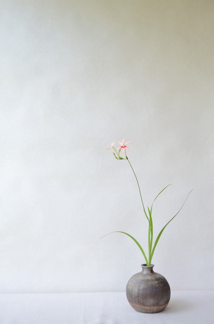 備前線刻一輪　QuietHouse　－姫檜扇－