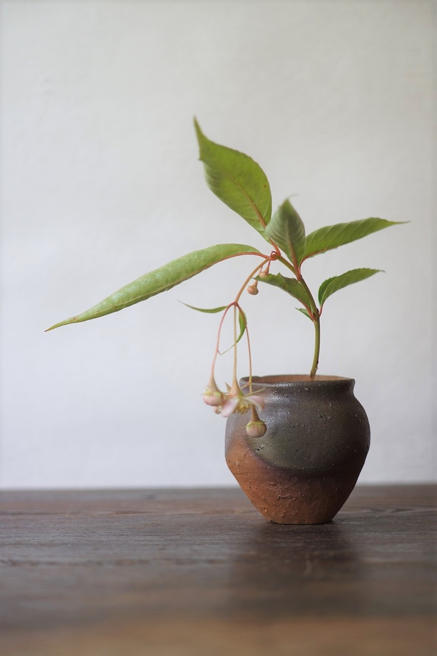 備前小壺　Yoshiteru Takariki　－梅花甘茶－