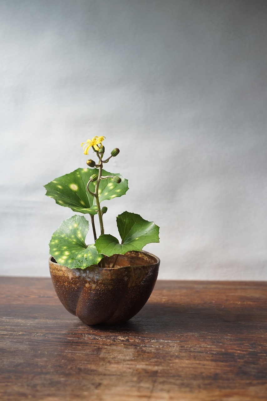 備前花器　Takuma Watanabe　－石蕗－