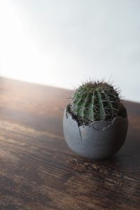 備前焼の植木鉢　Takuma Watanabe