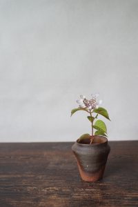 備前小壷　Yoshiteru Takariki　－山紫陽花－