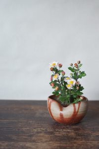 備前火襷灰落とし　Yoshiteru Takariki　－小菊－