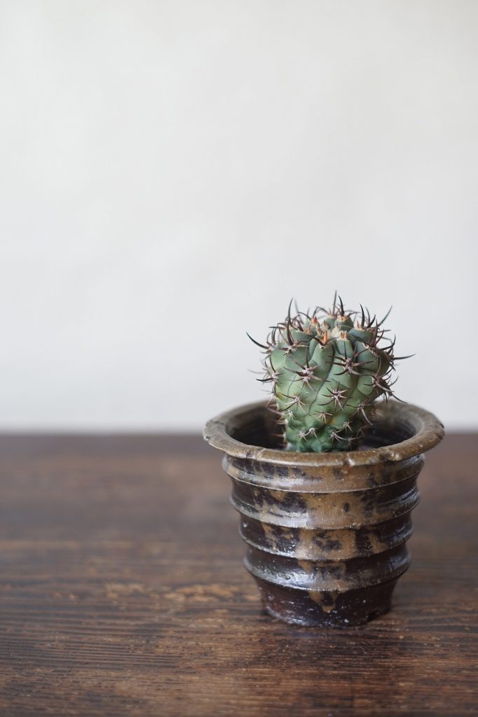 伊勢崎紳さんの植木鉢、期間限定販売中です!