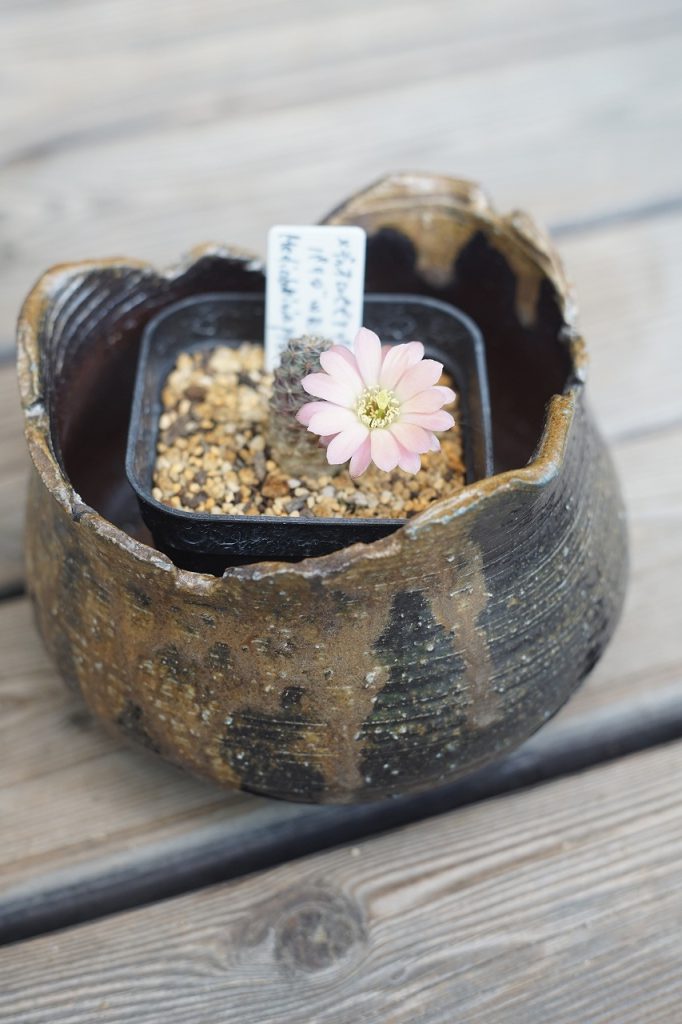 メディオロビビアの花が咲きました