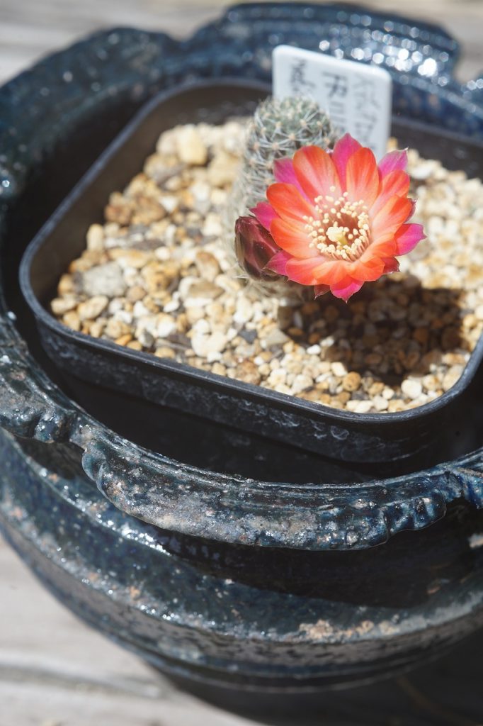 メディオロビビアの花が咲きました　その２