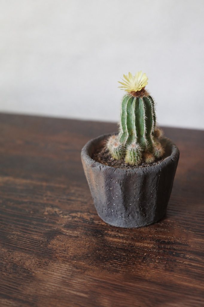 サボテンの花