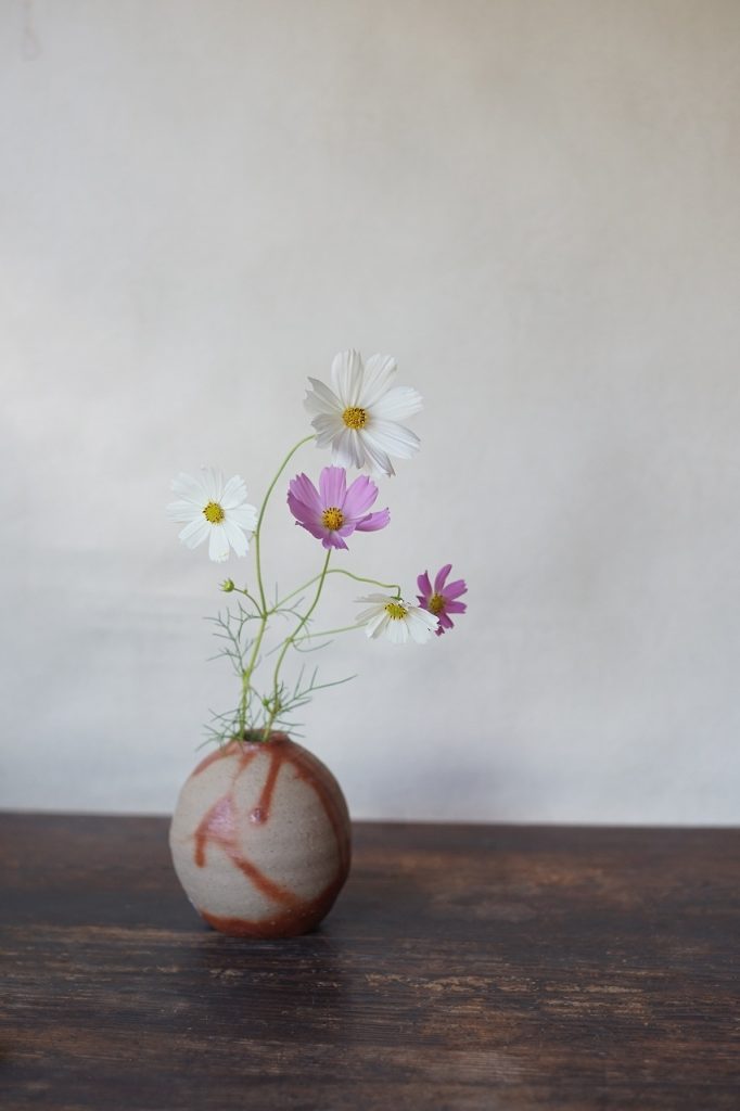 秋桜 | 備前焼わかくさブログ